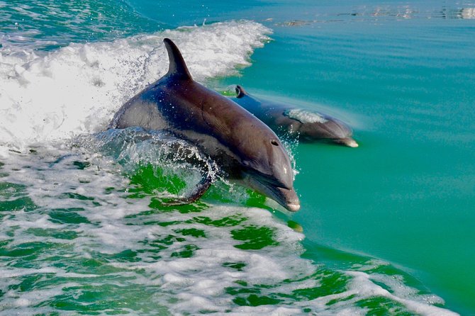Dolphin and Shelling Cruise for up to 12 people - Practical Tips Before You Go