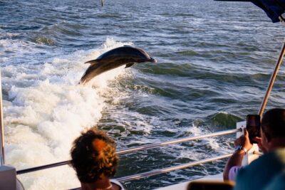 Dolphin and Shelling Cruise Tour at Fort Myers Beach - The Route: Estero Bay, the Gulf of Mexico, and Why It Matters for Wildlife