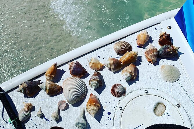 Dolphin and Shelling Cruise Tour at Fort Myers Beach - When to Go: Pick Morning for Comfort and Better Scanning