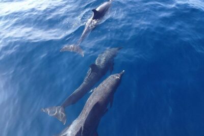 Dolphin and Snorkeling Trip with Costa Rican Companies - Price and value: what $65.20 really buys you