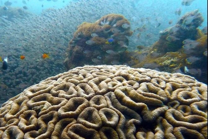 Dolphin and Tumbatu Island Snorkeling Tour with Pickup - Boat Ride, Pickup, and the Small-Group Advantage