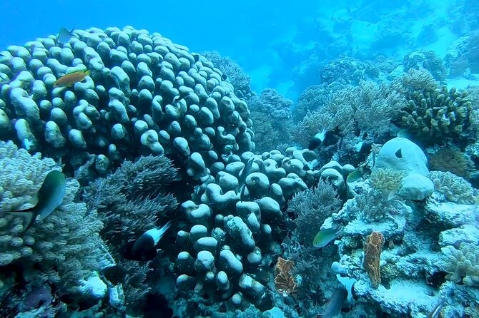 Dolphin and Tumbatu Island Snorkeling Tour with Pickup - Snorkeling Equipment: What’s Included and What to Bring