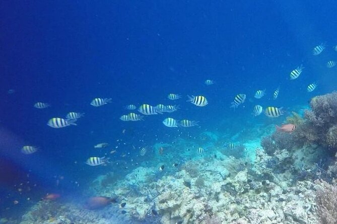 Dolphin and Tumbatu Island Snorkeling Tour with Pickup - Tumbatu Island Snorkeling: Protected Corals You Can Actually See