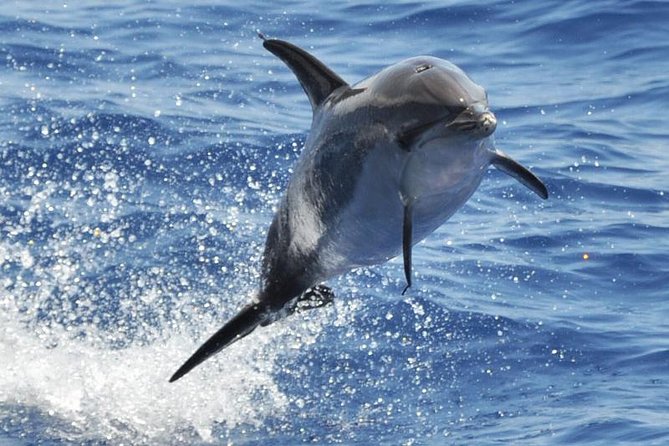 Dolphin and Whale Cruise in Puerto Rico, Gran Canaria - Key Points Before You Go
