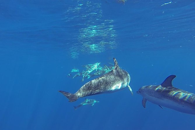 Dolphin and Whale Cruise in Puerto Rico, Gran Canaria - Spirit of the Sea: How the Boat Makes This Cruise Worth It