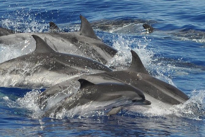 Dolphin and Whale Cruise in Puerto Rico, Gran Canaria - The 10:30 and 1:30 Departures: Your 2.5 Hours at Sea