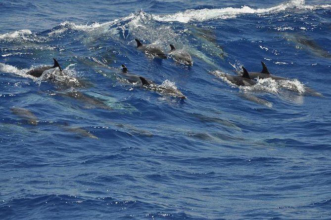 Dolphin and Whale Cruise in Puerto Rico, Gran Canaria - Swim Stop and Snorkel Time: What to Expect When the Sea Allows It