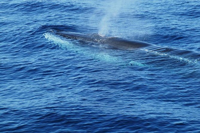 Dolphin and Whale Cruise in Puerto Rico, Gran Canaria - Onboard Comfort: Drinks, Music, and the Reality of Motion