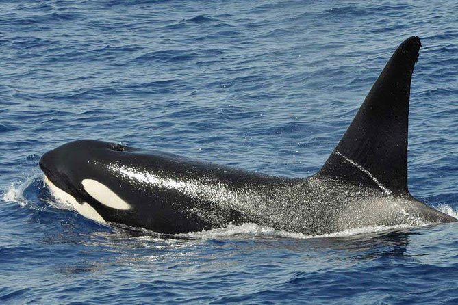 Dolphin and Whale Cruise in Puerto Rico, Gran Canaria - Price and Value: Is About $50.46 Actually a Good Deal?