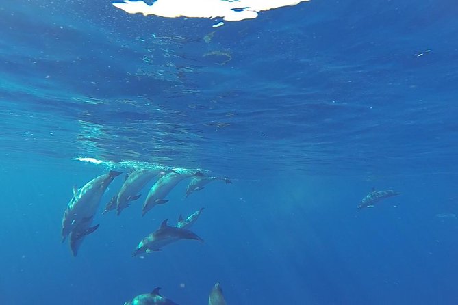 Dolphin and Whale Cruise in Puerto Rico, Gran Canaria - Puerto Rico and Mogán Pickup: Where You Meet and How Timing Works