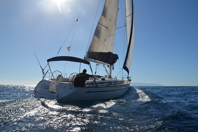 Dolphin and Whale Sailing Tour in Los Gigantes - Key things to know before you go
