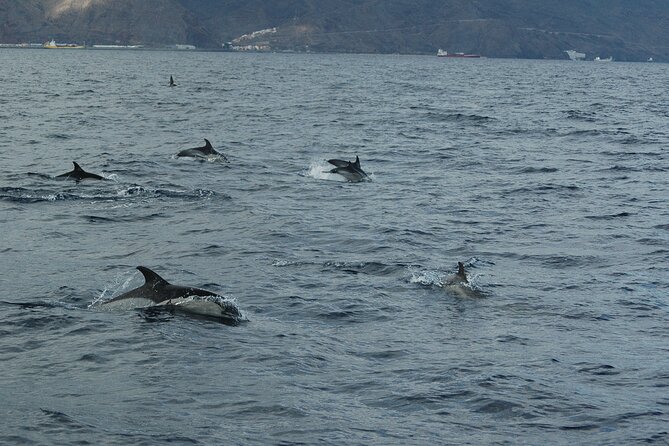 Dolphin and Whale Sailing Tour in Los Gigantes - The boat, the skipper, and what small-group sailing actually feels like