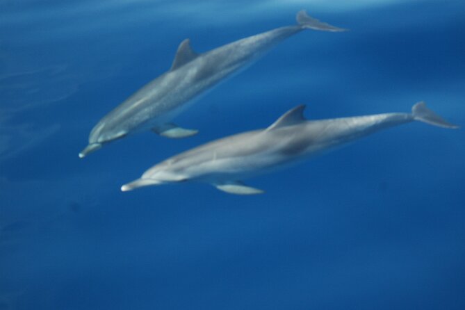 Dolphin and Whale Sailing Tour in Los Gigantes - Snorkeling in quiet coves: the best part for non-whale moments