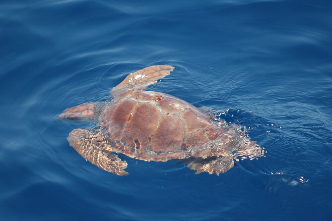 Dolphin and Whale Sailing Tour in Los Gigantes - When conditions get weird: wind, engine use, and noise sensitivity