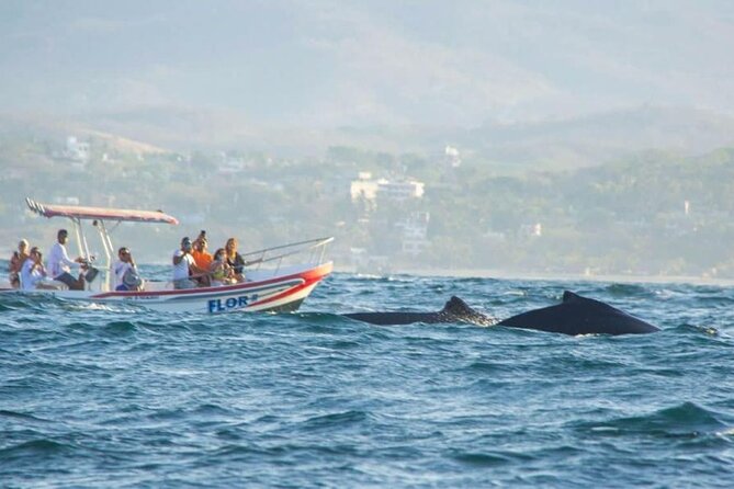 Dolphin and Whale Watching Boat Trip in Puerto Escondido - Puerto Escondido’s Ocean Search Is All About Timing