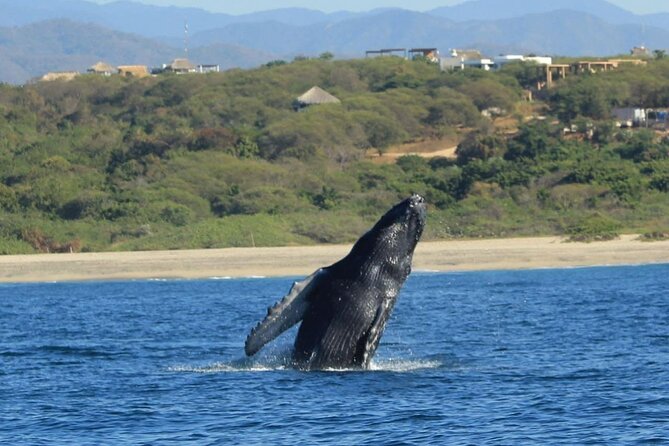 Dolphin and Whale Watching Boat Trip in Puerto Escondido - The Captain’s Role: Spotting Skills and Real-World Sea Care