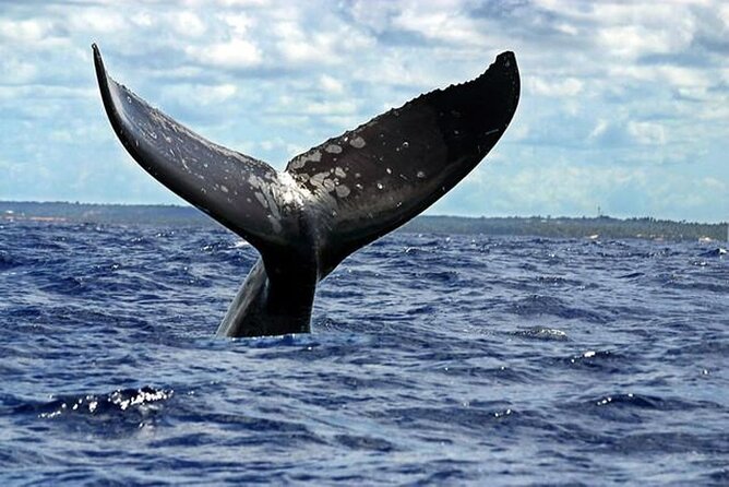 Dolphin and Whale Watching Boat Trip in Puerto Escondido - Snorkeling Gear and When You’ll Actually Get In the Water