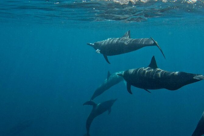 Dolphin and Whale Watching Boat Trip in Puerto Escondido - What the Group Size Means for Your Viewing