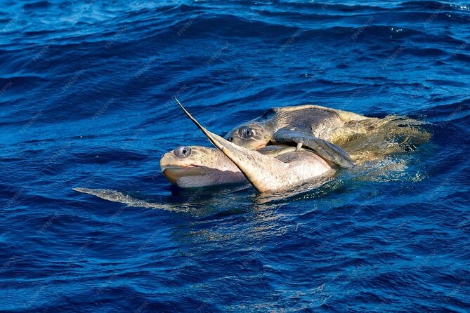 Dolphin and Whale Watching Boat Trip in Puerto Escondido - Price and Value: What $56.79 Covers