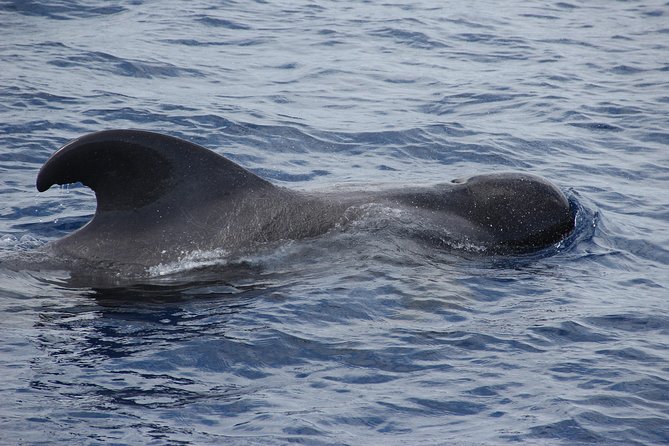 Dolphin and Whale Watching Catamaran Cruise from Funchal - Wildlife not guaranteed: the free repeat trip policy