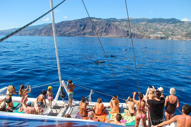 Dolphin and Whale Watching Catamaran Cruise from Funchal - From Praça do Povo to the Atlantic: how the timing works
