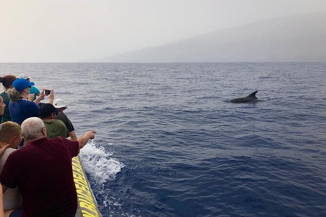 Dolphin and Whale Watching in La Restinga - Key points I’d plan around