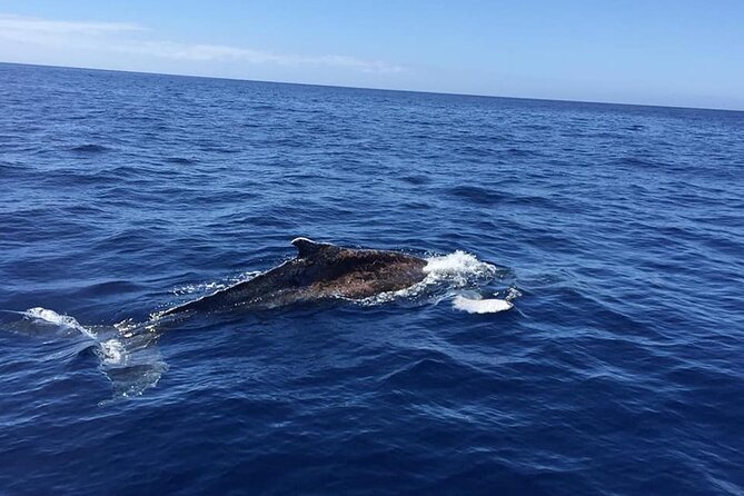 Dolphin and Whale Watching in La Restinga - Dolphin and Whale Watching in La Restinga: why this route stands out