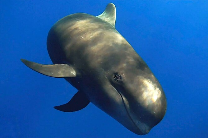 Dolphin and Whale Watching in La Restinga - Hydrophones and responsible viewing: seeing and hearing whales the smart way