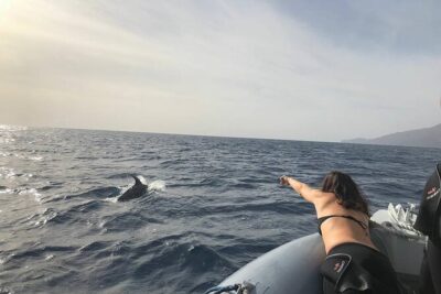 Dolphin and Whale Watching in La Restinga - The 2pm–5pm rhythm: what a 3-hour outing feels like