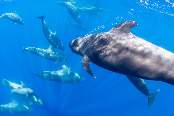 Dolphin and Whale Watching in La Restinga - Santa Cruz de Tenerife views from the boat: bonus scenery with real payoff