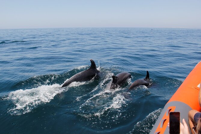 Dolphin and Whale Watching in Lagos - Lagos RIB Dolphin Watching: The 11:30am Start That Makes It Feel Easy