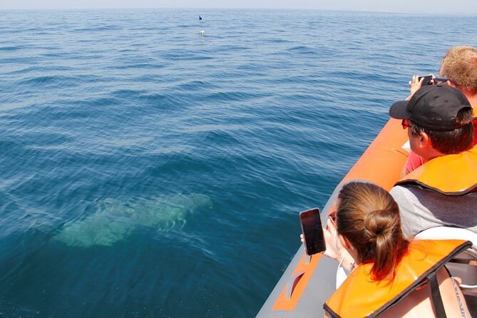 Dolphin and Whale Watching in Lagos - The Aftermath RIB Boat Ride: Fast, Direct, and Not Entirely “Chill”