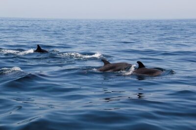Dolphin and Whale Watching in Lagos - What You’re Really Trying to See: Dolphins and Whales on Their Terms