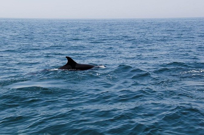 Dolphin and Whale Watching in Lagos - How the Guide Actually Finds Sea Life (and Why That’s the Value)