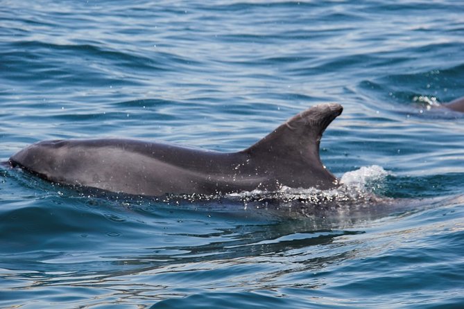 Dolphin and Whale Watching in Lagos - Timing and Photos: The Fine Balance Between Looking and Shooting