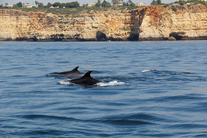 Dolphin and Whale Watching in Lagos - Water and Weather Reality: When Conditions Drive the Outcome
