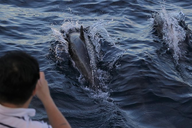 Dolphin and Whale Watching Sunset Cruise - Key points at a glance