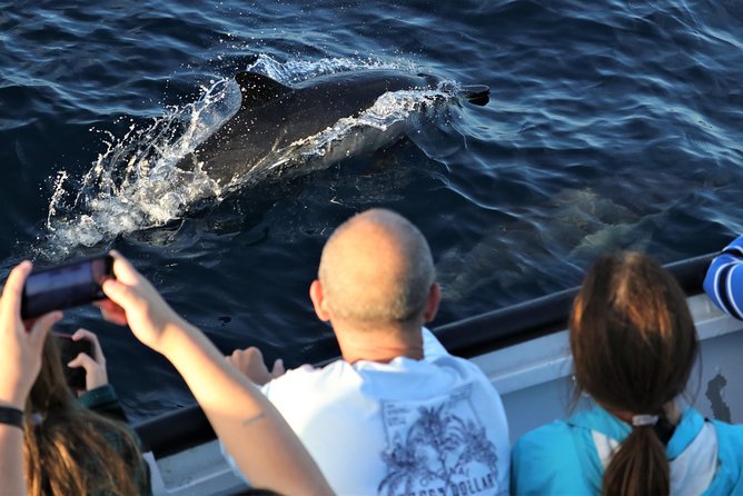 Dolphin and Whale Watching Sunset Cruise - Whale-and-dolphin spotting: how the search actually feels