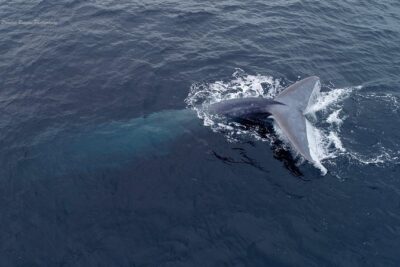 Dolphin and Whale Watching Sunset Cruise - What you do on the water during the 2 to 3 hours