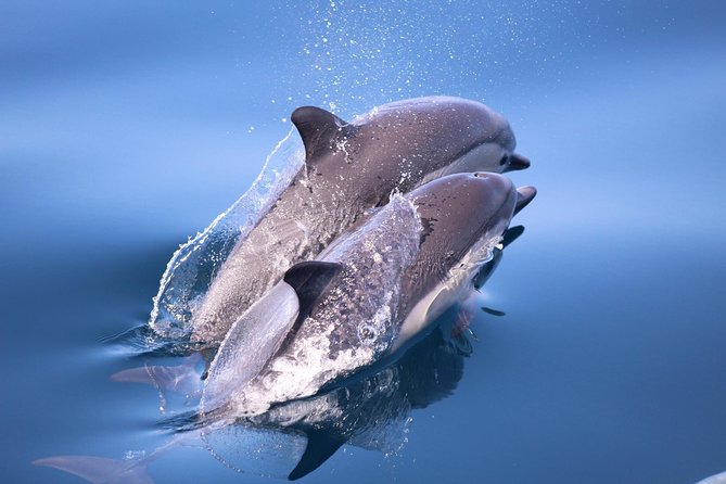 Dolphin and Whale Watching Sunset Cruise - Sunset sailing: when the shoreline view really lands