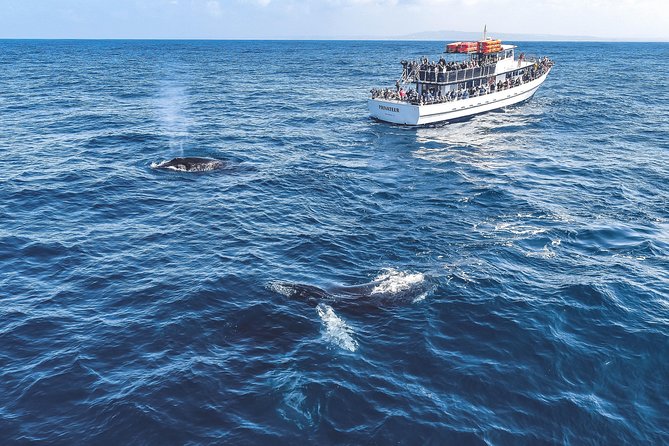 Dolphin and Whale Watching Sunset Cruise - Price and value: is $71 a good deal?