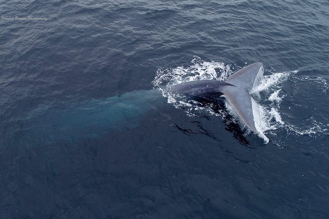 Dolphin and Whale Watching Sunset Cruise - What you do on the water during the 2 to 3 hours