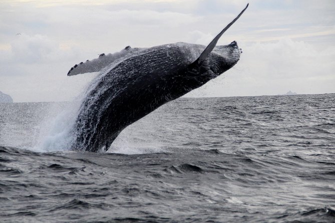 Dolphin and Whale Watching Tour from Dingle - Price and value: does $119.17 make sense here?