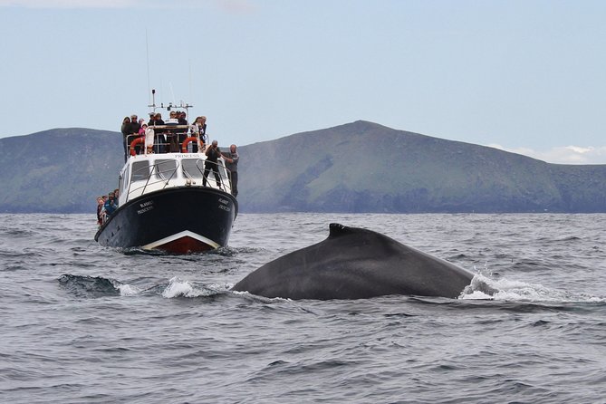 Dolphin and Whale Watching Tour from Dingle - The people make it: local guide + professional photographer guide
