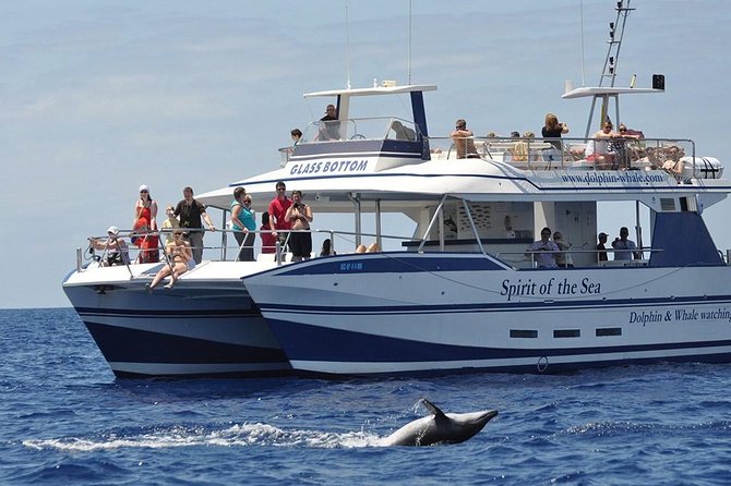 Dolphin and Whales watching cruise from Puerto Rico de Gran Canaria - Key things that make this cruise worth your time