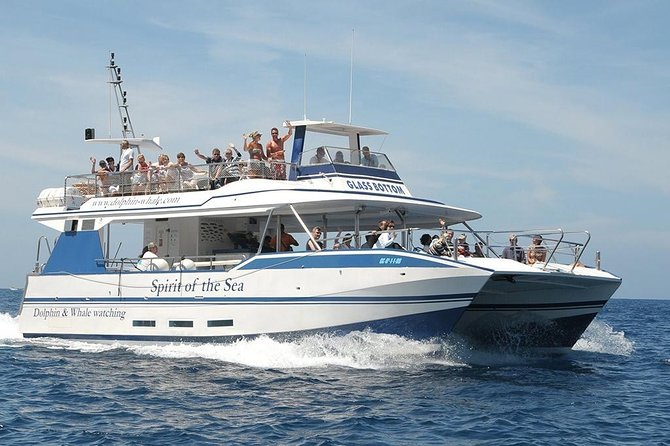 Dolphin and Whales watching cruise from Puerto Rico de Gran Canaria - Spirit of the Sea’s glass-bottom setup: the best way to watch below the surface