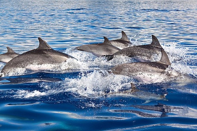 Dolphin and Whales watching cruise from Puerto Rico de Gran Canaria - Dolphin and whale odds: how to judge the free return plan