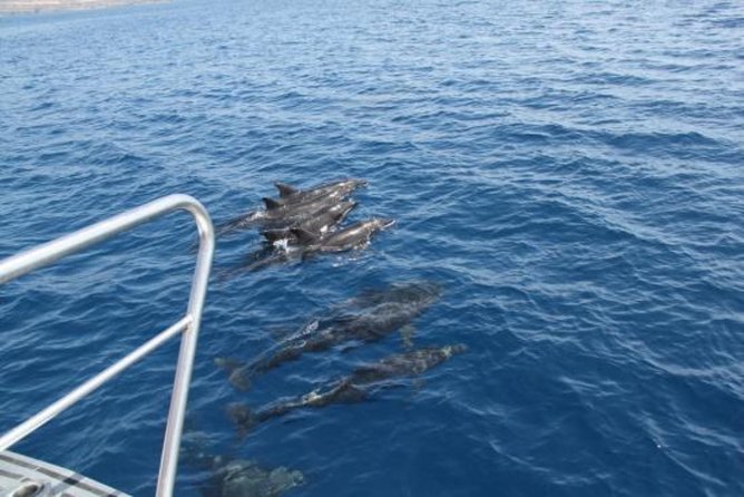 Dolphin and Whales watching cruise from Puerto Rico de Gran Canaria - Crew energy, English commentary, and safety you can actually feel