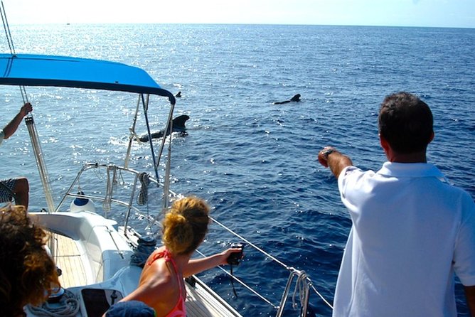 Dolphin and Whales watching cruise from Puerto Rico de Gran Canaria - What “unlimited sodas” really means for your budget