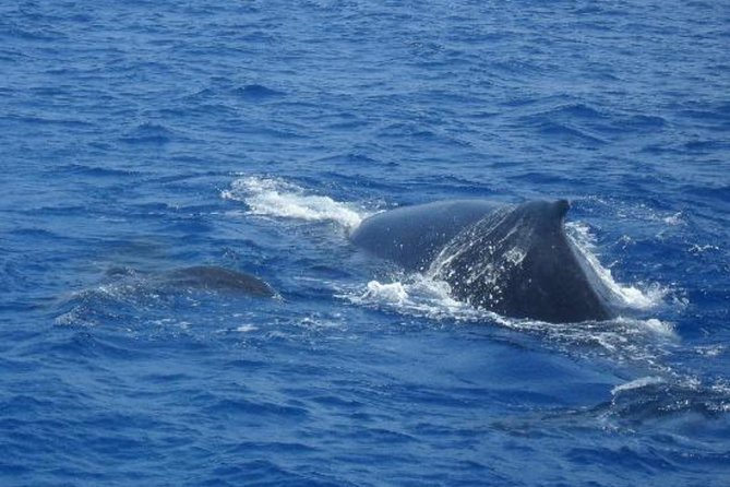 Dolphin and Whales watching cruise from Puerto Rico de Gran Canaria - Optional swim stop and transfers: when the upgrade pays off